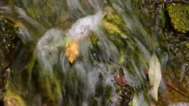 Een Kleine Waterval Een Snelle Stroom Zoet Water Stroomt Uit — Stockvideo