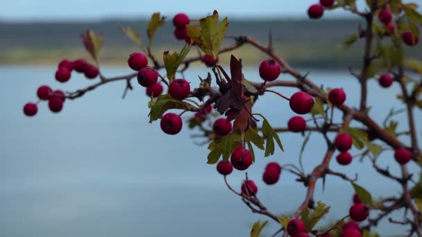 Frutos Rojos Arbusto Espino Las Laderas Del Estuario Tiligul Ucrania — Vídeos de Stock