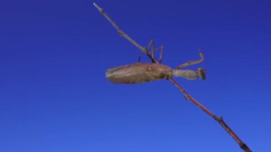 Yırtıcı peygamber devesi bir kelebek yiyor. Avrupa peygamber devesi (Mantis religiosa)). 