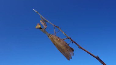 Yırtıcı peygamber devesi bir kelebek yiyor. Avrupa peygamber devesi (Mantis religiosa)). 