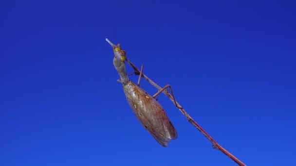 Roofsprinkhaan Eet Een Vlinder Europese Bidsprinkhaan Mantis Religiosa — Stockvideo