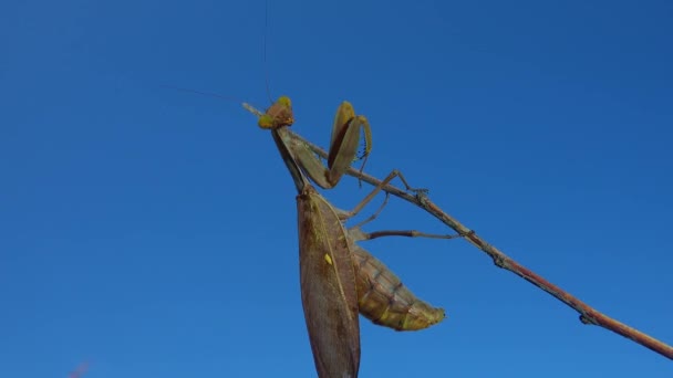 Mantis Depredadora Está Comiendo Una Mariposa Mantis Europea Mantis Religiosa — Vídeos de Stock