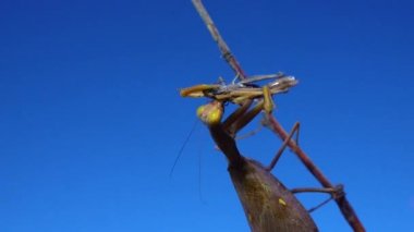 Yırtıcı peygamber devesi bir kelebek yiyor. Avrupa peygamber devesi (Mantis religiosa)). 