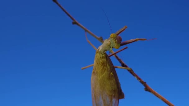 Mantis Depredadora Está Comiendo Una Mariposa Mantis Europea Mantis Religiosa — Vídeos de Stock