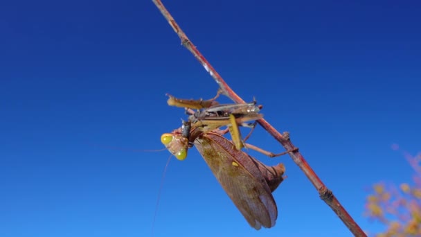 Predatory Mantis Eating Butterfly European Mantis Mantis Religiosa — Stock Video
