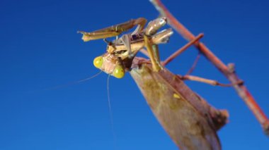Yırtıcı peygamber devesi bir kelebek yiyor. Avrupa peygamber devesi (Mantis religiosa)). 