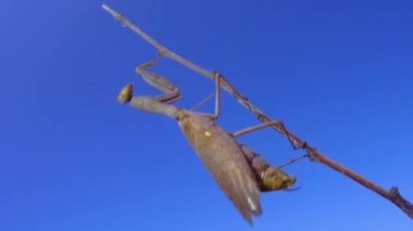 Yırtıcı peygamber devesi bir kelebek yiyor. Avrupa peygamber devesi (Mantis religiosa)). 