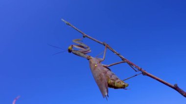 Yırtıcı peygamber devesi bir kelebek yiyor. Avrupa peygamber devesi (Mantis religiosa)). 