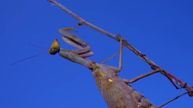 Yırtıcı peygamber devesi bir kelebek yiyor. Avrupa peygamber devesi (Mantis religiosa)). 