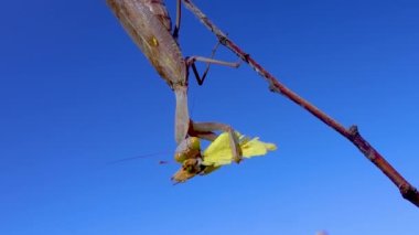 Yırtıcı peygamber devesi bir kelebek yiyor. Avrupa peygamber devesi (Mantis religiosa)). 