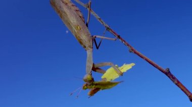 Yırtıcı peygamber devesi bir kelebek yiyor. Avrupa peygamber devesi (Mantis religiosa)). 