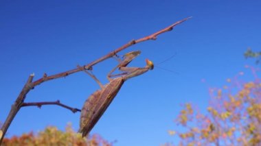 Avrupa peygamber devesi (Mantid dini). Böcek mavi gökyüzüne karşı bir dal üzerinde oturur..