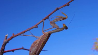 Avrupa peygamber devesi (Mantid dini). Böcek mavi gökyüzüne karşı bir dal üzerinde oturur..