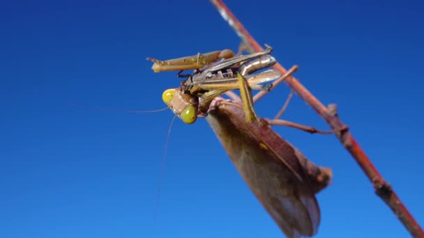 Mantis Depredadora Está Comiendo Una Mariposa Mantis Europea Mantis Religiosa — Vídeos de Stock