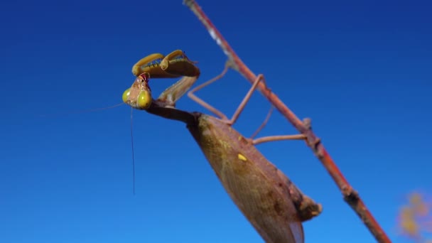 Den Rovdjursliknande Mantisen Äter Fjäril Den Europeiska Mantisen Mantis Religiosa — Stockvideo