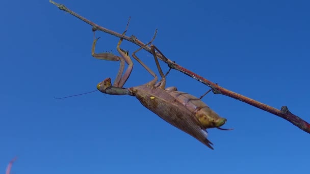 Mantis Depredadora Está Comiendo Una Mariposa Mantis Europea Mantis Religiosa — Vídeos de Stock