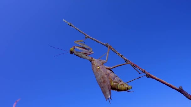 Louva Deus Está Comer Uma Borboleta Mantis Europeu Mantis Religiosa — Vídeo de Stock