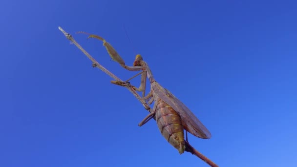 Die Gottesanbeterin Mantis Religiosa Das Insekt Sitzt Auf Einem Zweig — Stockvideo