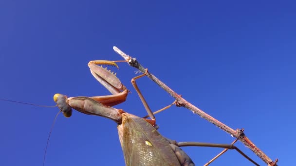 Europese Bidsprinkhaan Mantis Religiosa Het Insect Zit Een Twijgje Tegen — Stockvideo