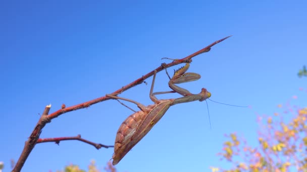 Den Europeiska Mantisen Mantis Religiosa Insekten Sitter Kvist Mot Blå — Stockvideo