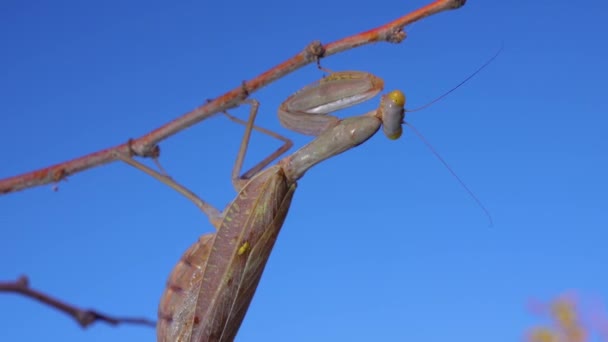 Europese Bidsprinkhaan Mantis Religiosa Het Insect Zit Een Twijgje Tegen — Stockvideo
