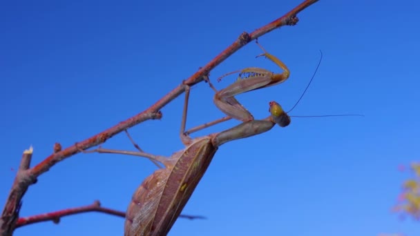 Den Europeiska Mantisen Mantis Religiosa Insekten Sitter Kvist Mot Blå — Stockvideo