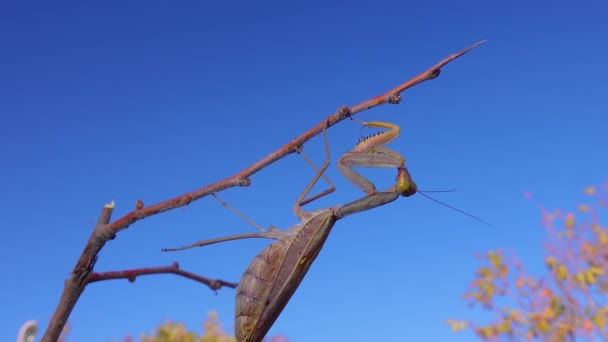 ヨーロッパのマンティス Mantis Ligiosa 昆虫は青い空に向かって小枝の上に座っている — ストック動画