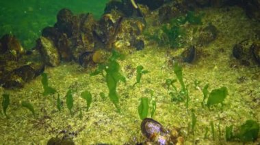 Karadeniz 'in yosunları. Karadeniz 'deki deniz tabanında bulunan yeşil yosunlar (Ulva, Enteromorpha)