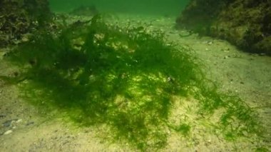 Karadeniz 'in yosunları. Karadeniz 'deki deniz tabanında bulunan yeşil yosunlar (Ulva, Enteromorpha)