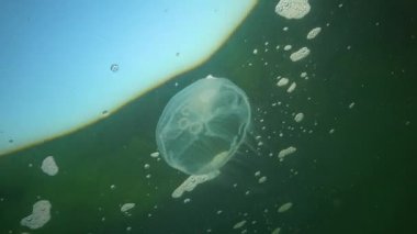 Aurelia aurita (Ay denizanası, denizanası, yaygın denizanası veya çay tabağı denizanası). Karadeniz 'in Hayvanı