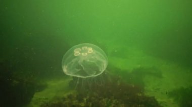 Aurelia aurita (Ay denizanası, denizanası, yaygın denizanası veya çay tabağı denizanası). Karadeniz 'in Hayvanı