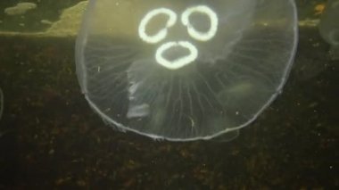 3 denizanası yumurtası Aurelia aurita (Ay denizanası, denizanası, yaygın denizanası veya tabak denizanası). Karadeniz 'in Hayvanı