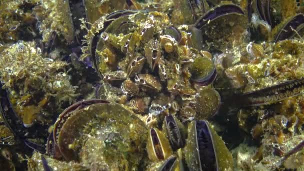 Κοντινό Πλάνο Μεσογειακό Μύδι Mytilus Galloprovincialis Μαύρη Θάλασσα — Αρχείο Βίντεο