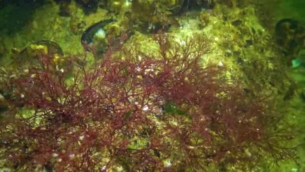 Algues Mer Noire Algues Rouges Vertes Ceramium Ulva Enteromorpha Sur — Video