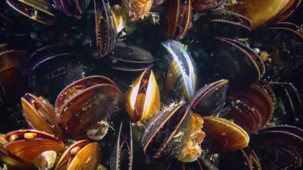 Κοντινό Πλάνο Μεσογειακό Μύδι Mytilus Galloprovincialis Μαύρη Θάλασσα — Αρχείο Βίντεο
