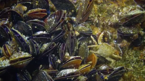 Κοντινό Πλάνο Μεσογειακό Μύδι Mytilus Galloprovincialis Μαύρη Θάλασσα — Αρχείο Βίντεο