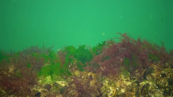 Svarta Havets Alger Gröna Alger Ulva Enteromorpha Havsbotten Svarta Havet — Stockvideo
