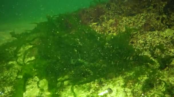 Algas Mar Negro Algas Verdes Ulva Enteromorpha Fundo Mar Mar — Vídeo de Stock