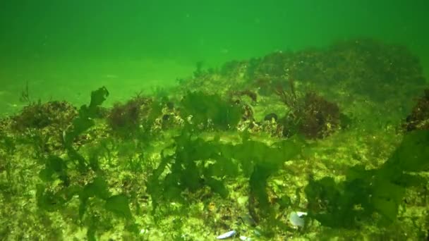 Algen Des Schwarzen Meeres Grünalgen Ulva Enteromorpha Auf Dem Meeresboden — Stockvideo