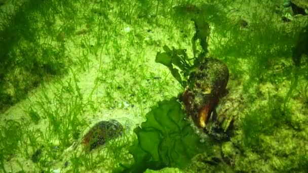 Algas Del Mar Negro Algas Verdes Ulva Enteromorpha Fondo Marino — Vídeo de stock