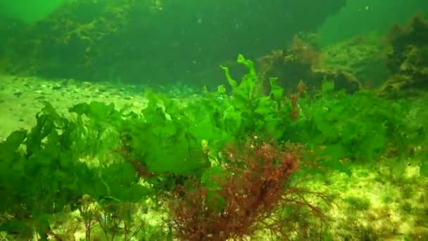 Algas Del Mar Negro Algas Verdes Ulva Enteromorpha Fondo Marino — Vídeo de stock