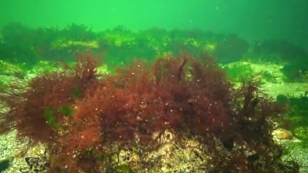 Algas Del Mar Negro Algas Rojas Verdes Ceramium Ulva Enteromorpha — Vídeo de stock