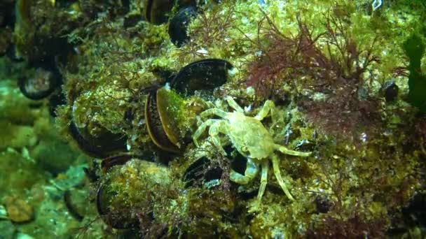 Brachinotus Sexdentatus Kleine Krebse Verstecken Sich Zwischen Muscheln Schwarzes Meer — Stockvideo