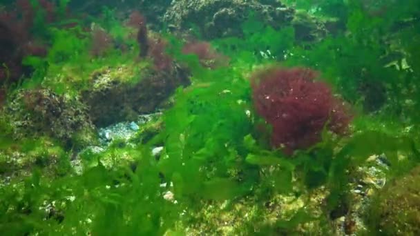 Algas Del Mar Negro Algas Verdes Ulva Enteromorpha Fondo Marino — Vídeos de Stock