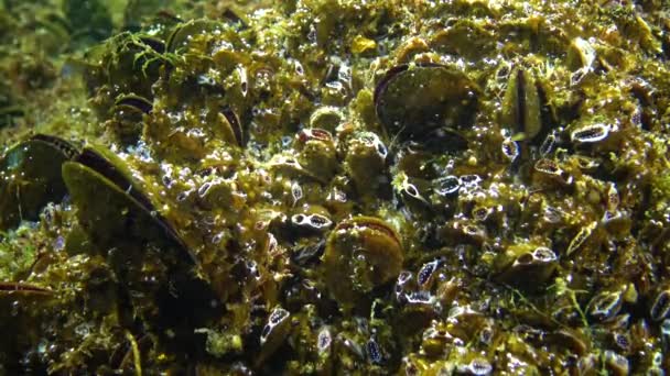 Close Conchas Amêijoa Fundo Mar Mexilhão Mediterrâneo Mytilus Galloprovincialis Mar — Vídeo de Stock