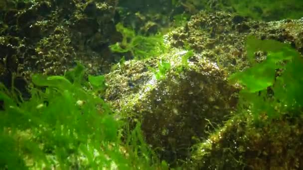 Φύκια Της Μαύρης Θάλασσας Πράσινα Φύκια Ulva Enteromorpha Στο Βυθό — Αρχείο Βίντεο