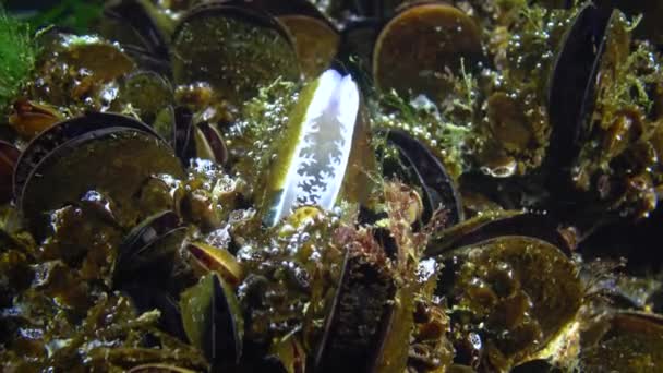 Close Mexilhão Mediterrâneo Mytilus Galloprovincialis Mar Negro — Vídeo de Stock