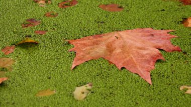 Ördek otuyla kaplı suya düşen (Lemna minör) ağaçların yaprakları yüzeyde yüzer.. 
