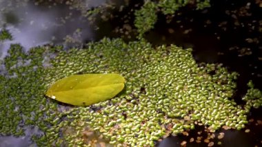 Ördek otuyla kaplı suya düşen (Lemna minör) ağaçların yaprakları yüzeyde yüzer.. 