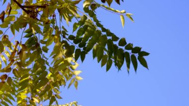 Sonbahar, bir ağacın sarı yaprakları mavi gökyüzüne karşı. Ukrayna